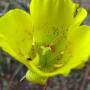 Yellow Mariposa Lily (Calochortus luteus): A native which frequently reproduces asexually by producing small bulblets which form in the leaf axils, drop to the ground & grow.